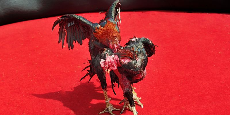 Trực tiếp đá gà cựa dao i9bet mang lại lợi ích gì?